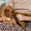 Image of Reba, a Golden Retriever puppy