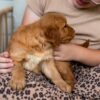 Image of Reba, a Golden Retriever puppy