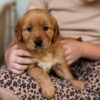 Image of Reba, a Golden Retriever puppy