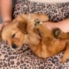 Image of Reba, a Golden Retriever puppy