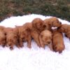 Image of Copper x Hadley Christmas🎄, a Golden Retriever puppy