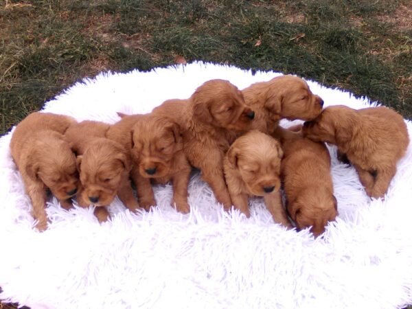 Image of Copper x Hadley Christmas🎄, a Golden Retriever puppy