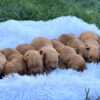 Image of Dark Christmas Litter 🎄, a Golden Retriever puppy