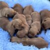 Image of Dark Christmas Litter 🎄, a Golden Retriever puppy