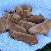 Image of Dark Christmas Litter 🎄, a Golden Retriever puppy