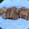 Image of Dark Christmas Litter 🎄, a Golden Retriever puppy