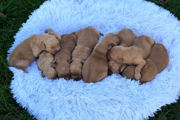 Image of Dark Christmas Litter 🎄, a Golden Retriever puppy