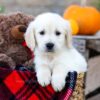 Image of Ian, a Golden Retriever puppy