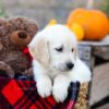 Image of Ian, a Golden Retriever puppy