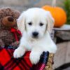 Image of Ian, a Golden Retriever puppy