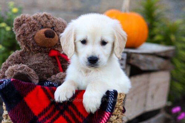 Image of Ian, a Golden Retriever puppy