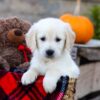 Image of Ian, a Golden Retriever puppy