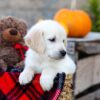 Image of Ian, a Golden Retriever puppy