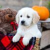 Image of Ian, a Golden Retriever puppy