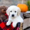 Image of Ian, a Golden Retriever puppy