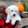 Image of Ian, a Golden Retriever puppy