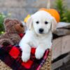 Image of Isaiah, a Golden Retriever puppy