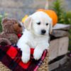 Image of Isaiah, a Golden Retriever puppy