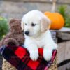 Image of Isaiah, a Golden Retriever puppy