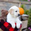 Image of Isaiah, a Golden Retriever puppy