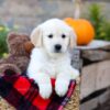 Image of Isaiah, a Golden Retriever puppy