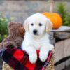 Image of Isaiah, a Golden Retriever puppy