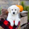 Image of Isaiah, a Golden Retriever puppy