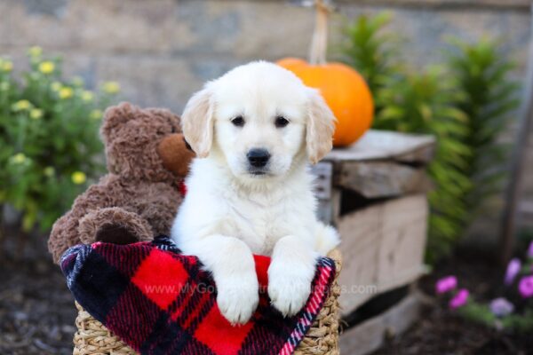 Image of Isaiah, a Golden Retriever puppy