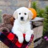 Image of Isaiah, a Golden Retriever puppy