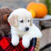 Image of Isla, a Golden Retriever puppy