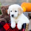 Image of Isla, a Golden Retriever puppy