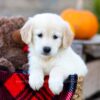 Image of Isla, a Golden Retriever puppy