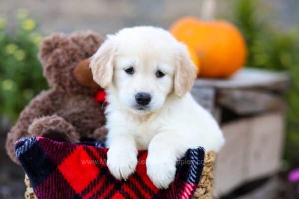 Image of Isla, a Golden Retriever puppy