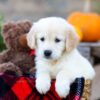 Image of Isla, a Golden Retriever puppy