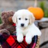 Image of Isla, a Golden Retriever puppy