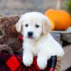 Image of Isla, a Golden Retriever puppy