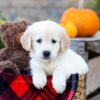 Image of Isla, a Golden Retriever puppy