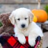 Image of Ivan, a Golden Retriever puppy