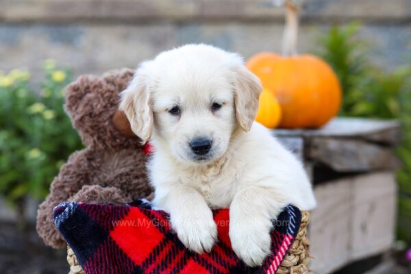 Image of Ivan, a Golden Retriever puppy