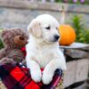 Image of Ivan, a Golden Retriever puppy