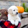 Image of Ivan, a Golden Retriever puppy