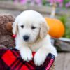 Image of Ivan, a Golden Retriever puppy