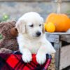 Image of Ivan, a Golden Retriever puppy