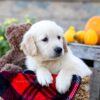 Image of Ivan, a Golden Retriever puppy