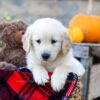 Image of Ivan, a Golden Retriever puppy