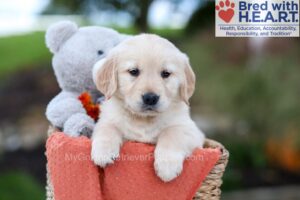 Image of Jackson, a Golden Retriever puppy