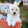 Image of Jade, a Golden Retriever puppy