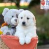 Image of Jade, a Golden Retriever puppy