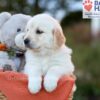 Image of Jade, a Golden Retriever puppy