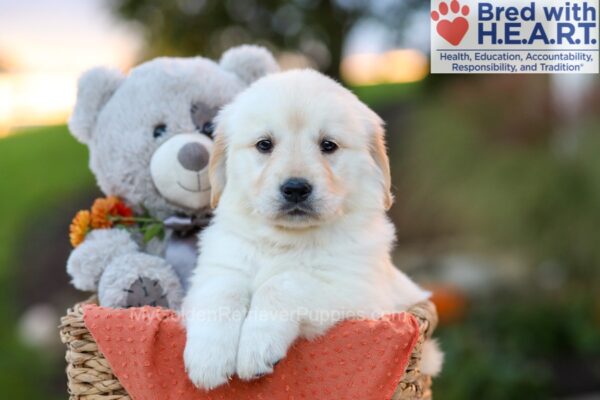 Image of Jade, a Golden Retriever puppy